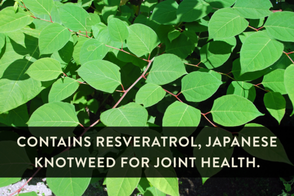 Contains Resveratrol, Japanese Knotweed for Joint Health