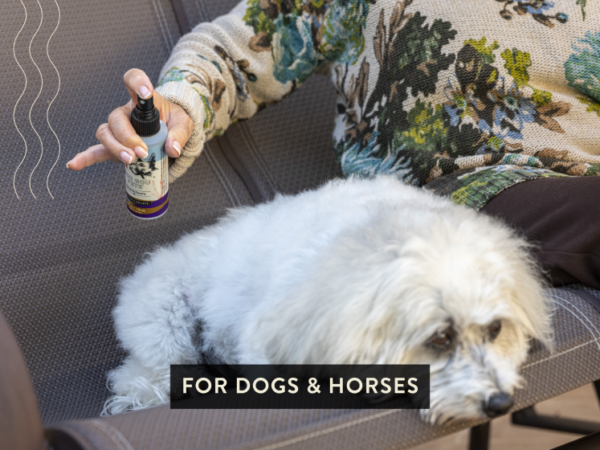 For Dogs & Horses
