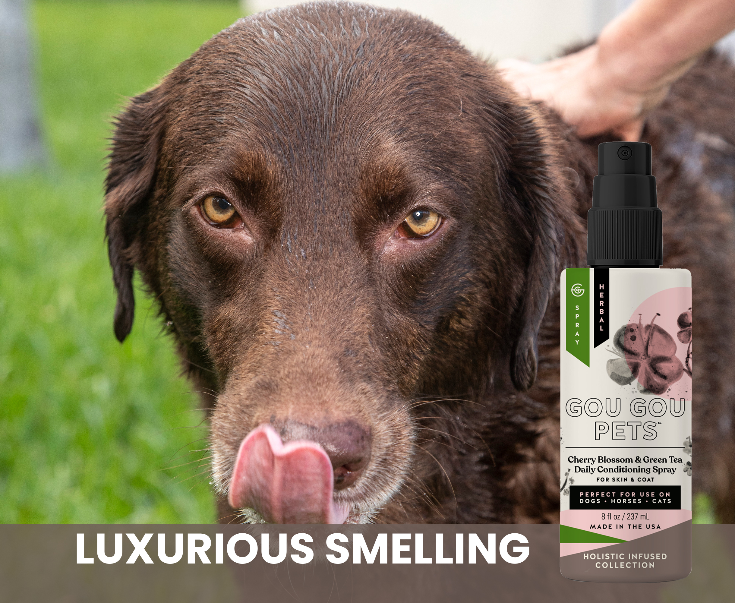 Cherry Blossom & Green Tea Conditioning Spray: Dog, Cat, Horse