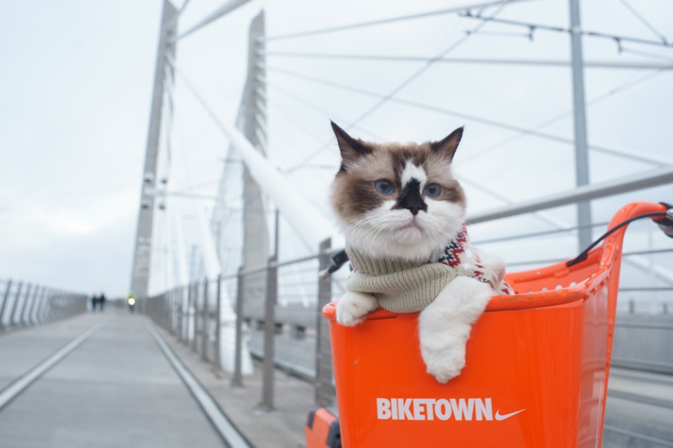 A Cat in a Sweater Traversing a Bridge in a Bicycle Basket