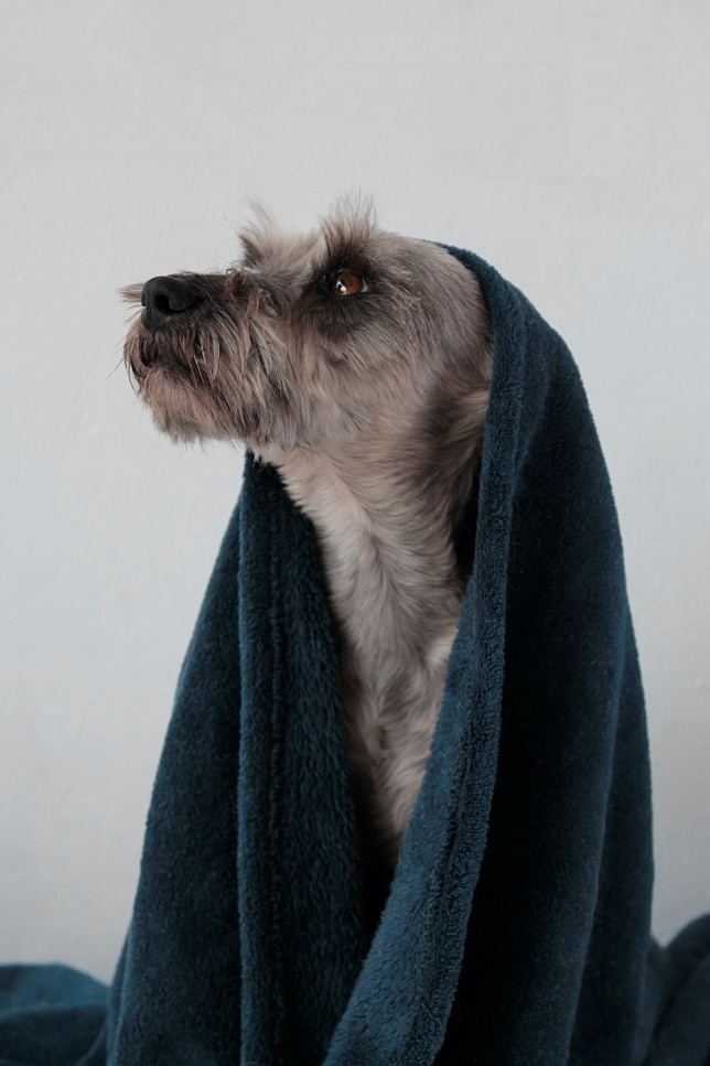 A Dog with a Dark Green Towel Wrapped Around its Head After Being Bathed with Pet Shampoo
