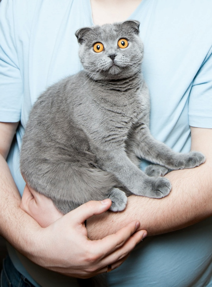 A Gray Wide-eyed Cat in a Faceless Person’s Arms