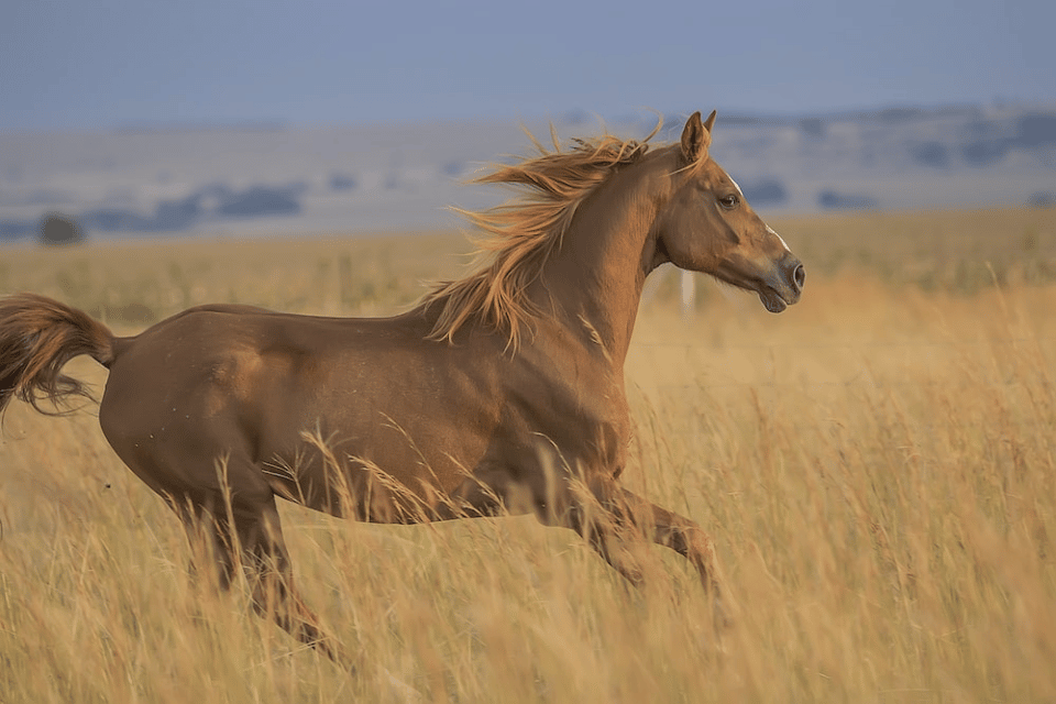 A Horse Running Across a Field