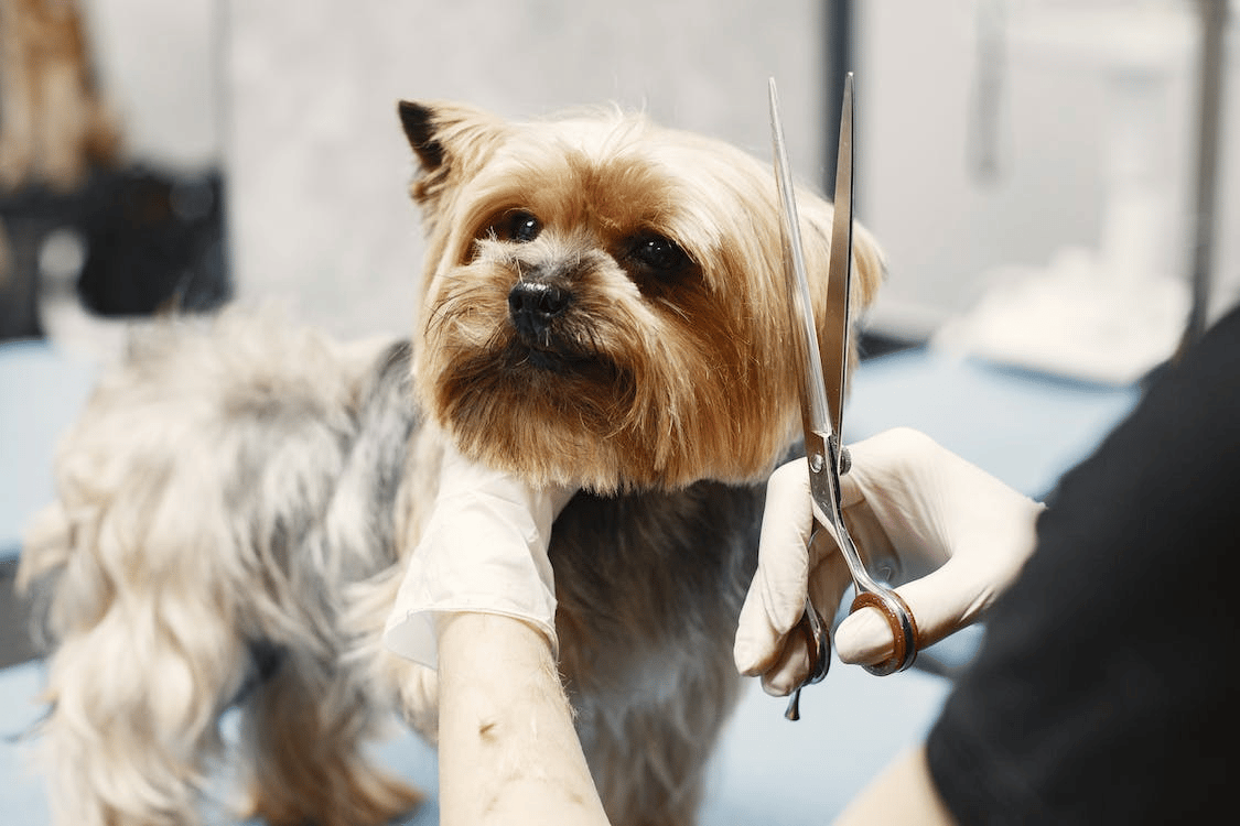 A dog getting a haircut