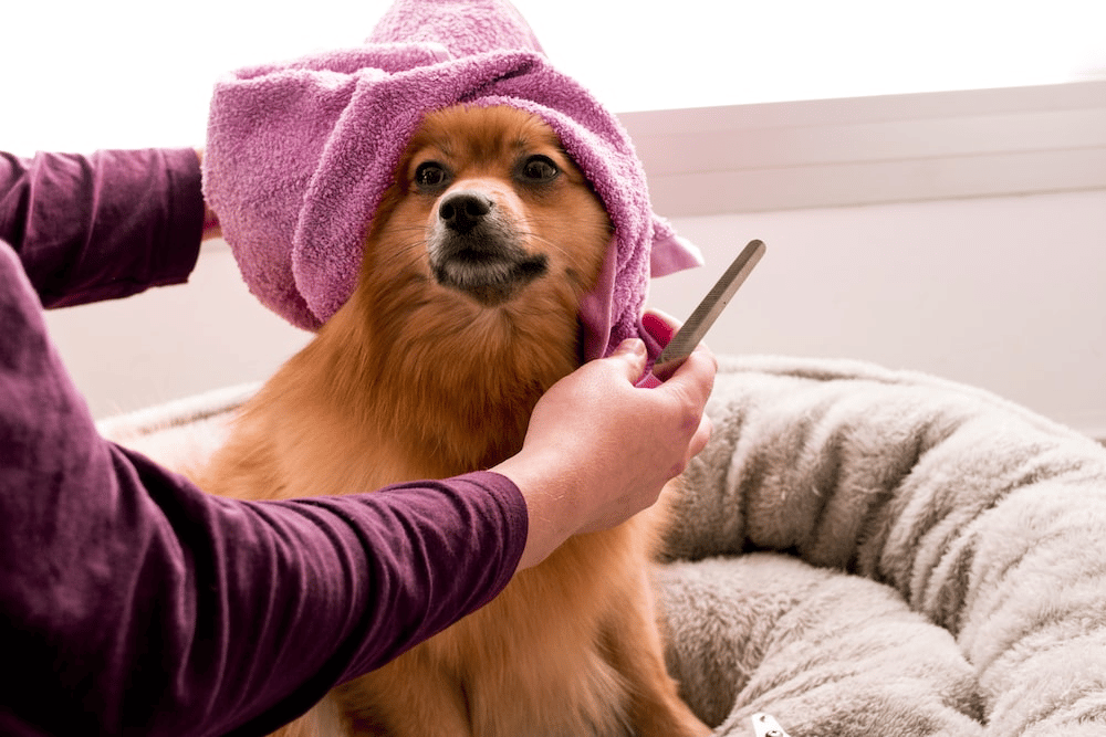 A dog getting groomed.