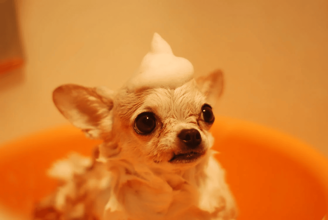 A dog with pet shampoo on its head.