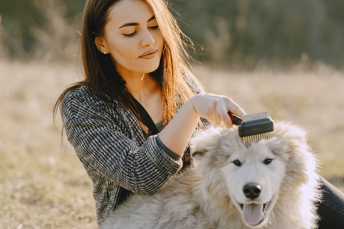 A person brushing a dog's fur.