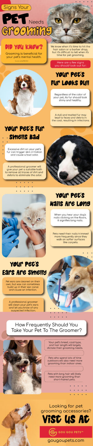 Signs Your Pet Needs Grooming | Gou Gou Pets