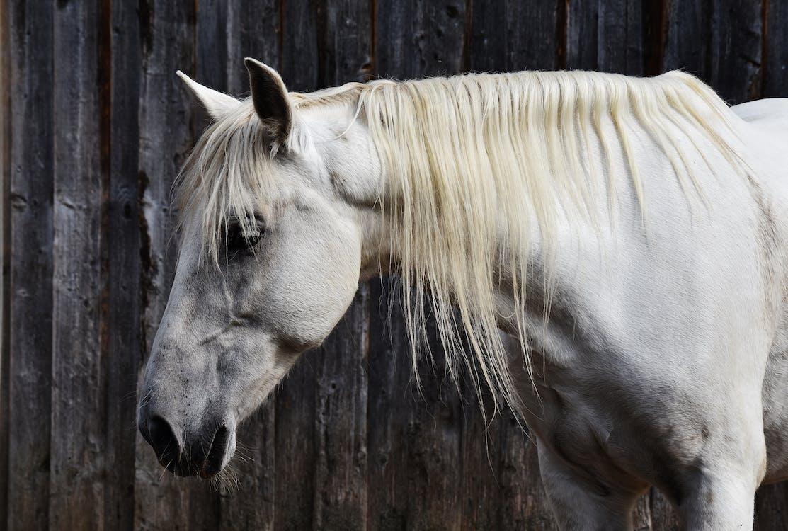 A white horse with a blond mane