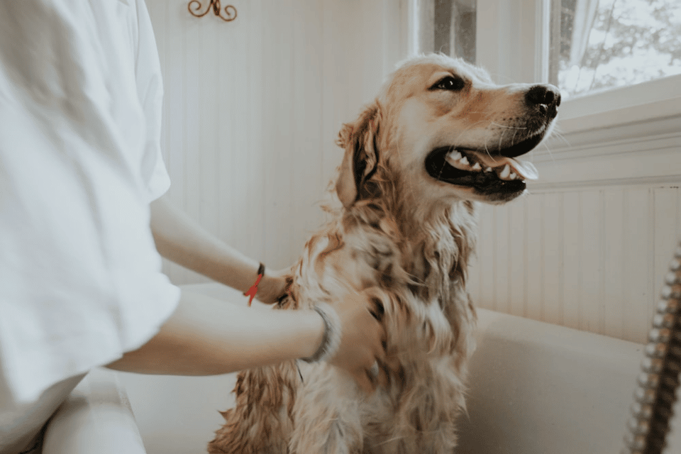 A dog getting a soothing bath