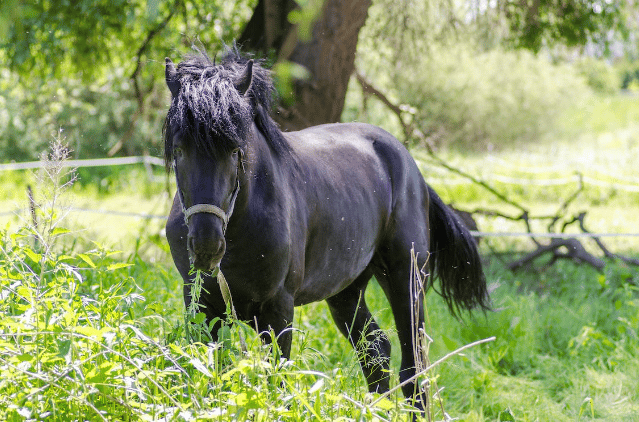 Black horse in a grass field
