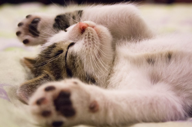 Cat sleeping with paws in the air.