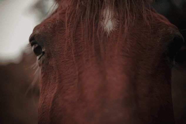 Close up of brown horse. 