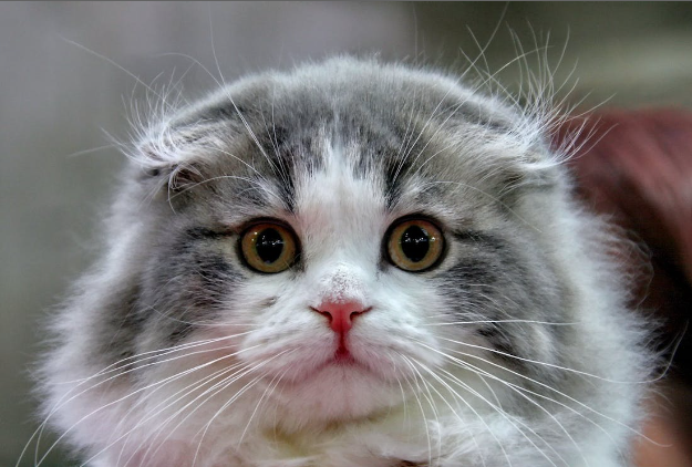 Close up shot of a furry cat. 