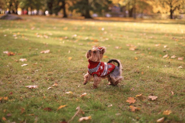 Dog in a sweater at a park.
