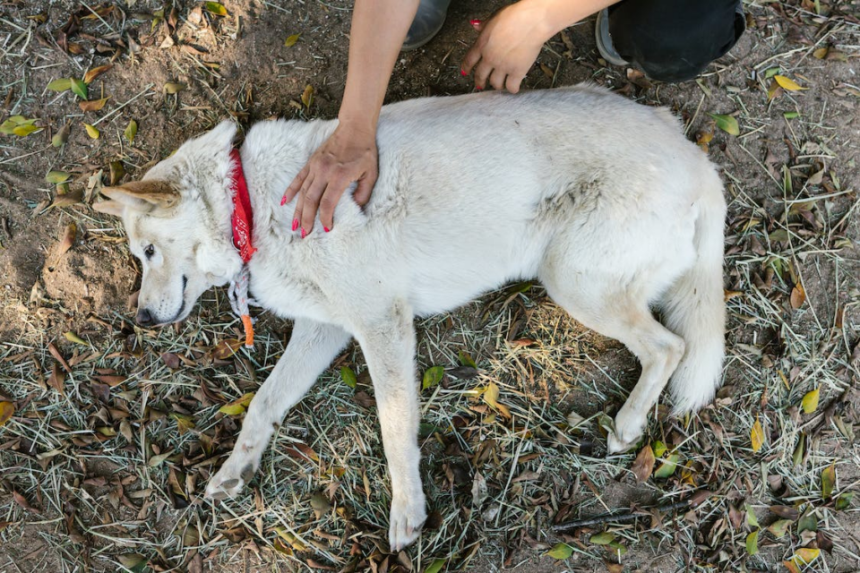 Dog lying on the ground.