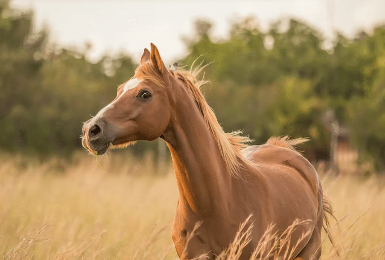 Brown horse standing in the field. 