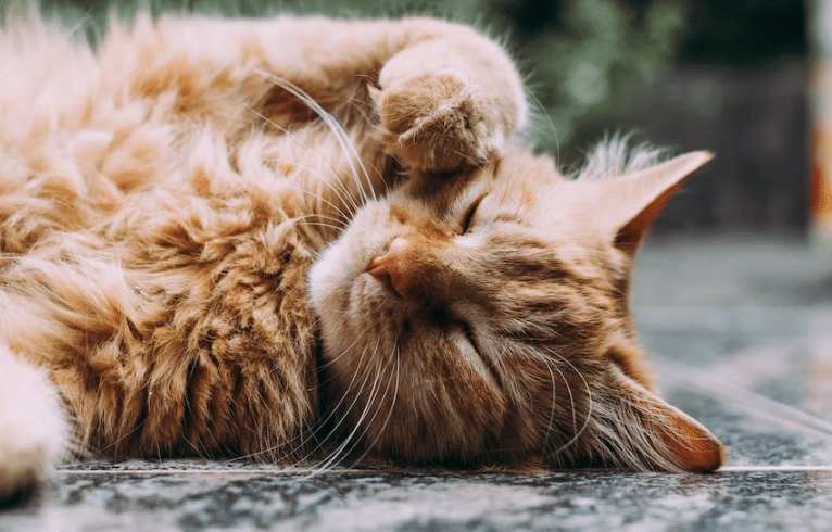 Cat sleeping on the floor.