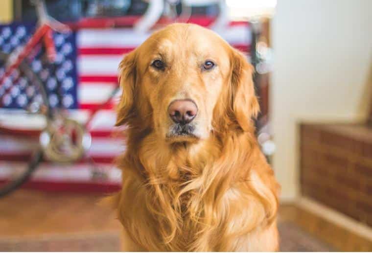 Golden Retriever looking at the camera