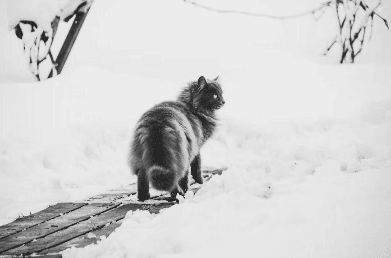 Grey cat in snow