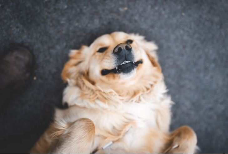 dog lying on the road