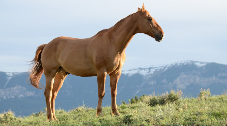 Brown horse on grassy hills.