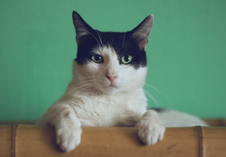 Cat sitting on a ladder. 