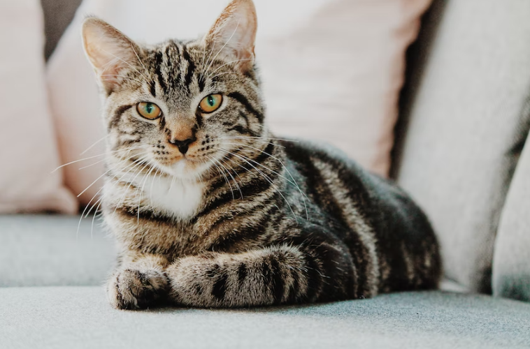 Cat sitting on the couch