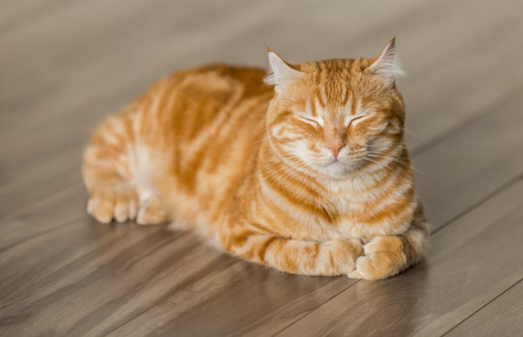 Cat sitting on wooden floor.