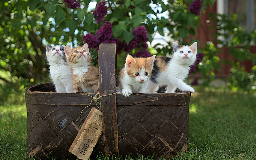 Cats sitting inside a basket.
