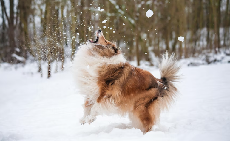 Dog playing in the snow. 