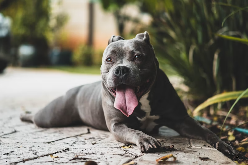 Dog sitting outdoors. 