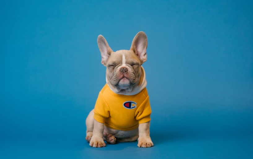 Grumpy dog in yellow sweater.