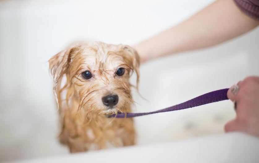  Person bathing a dog