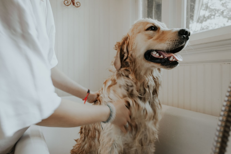 Person bathing a dog. 