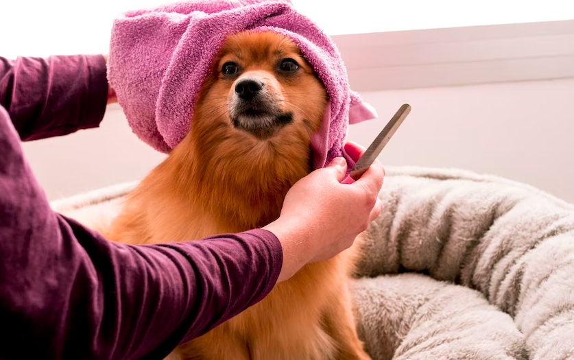Person grooming a dog
