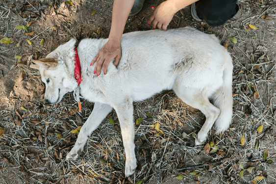 Person petting a dog lying on the ground