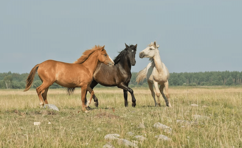 Three horses in an open field.