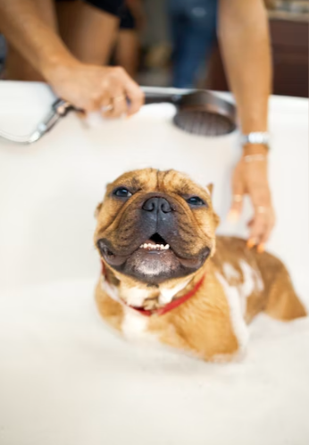 Woman bathing a dog. 