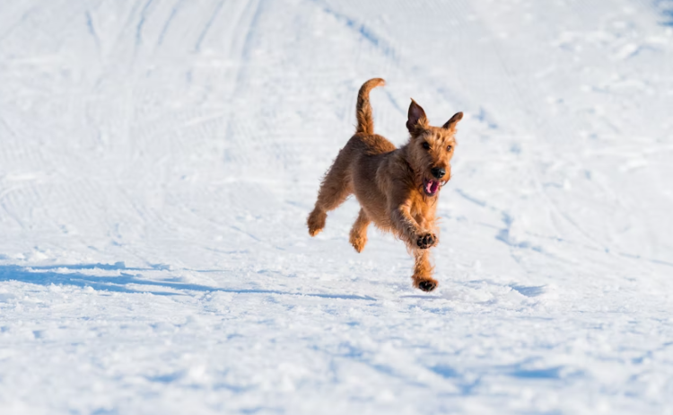 brown dog running in the snow.