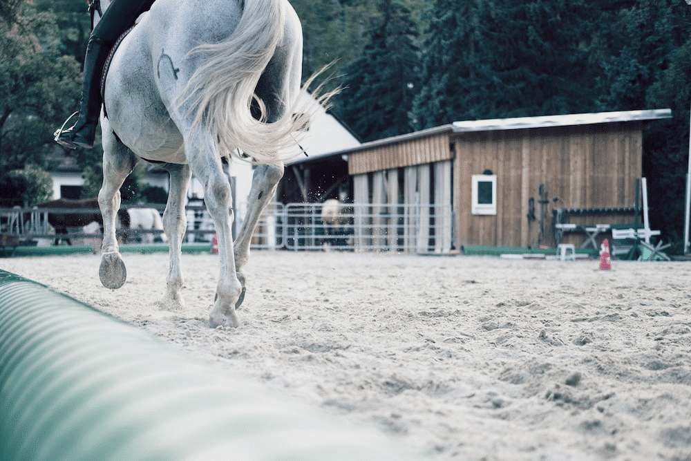 A horse walking on sandy ground