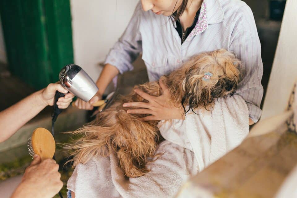 A dog groomer drying a tiny wet dog