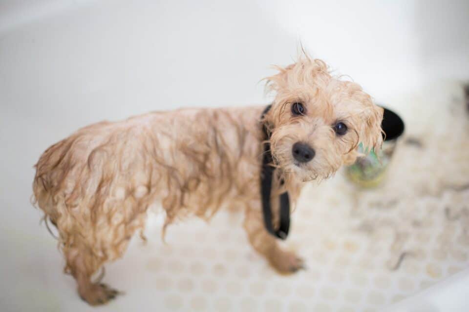 A small white poodle puppy in a bathtub 