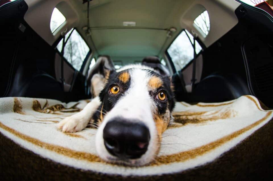 A cute brown and black dog lying down in the back of a van