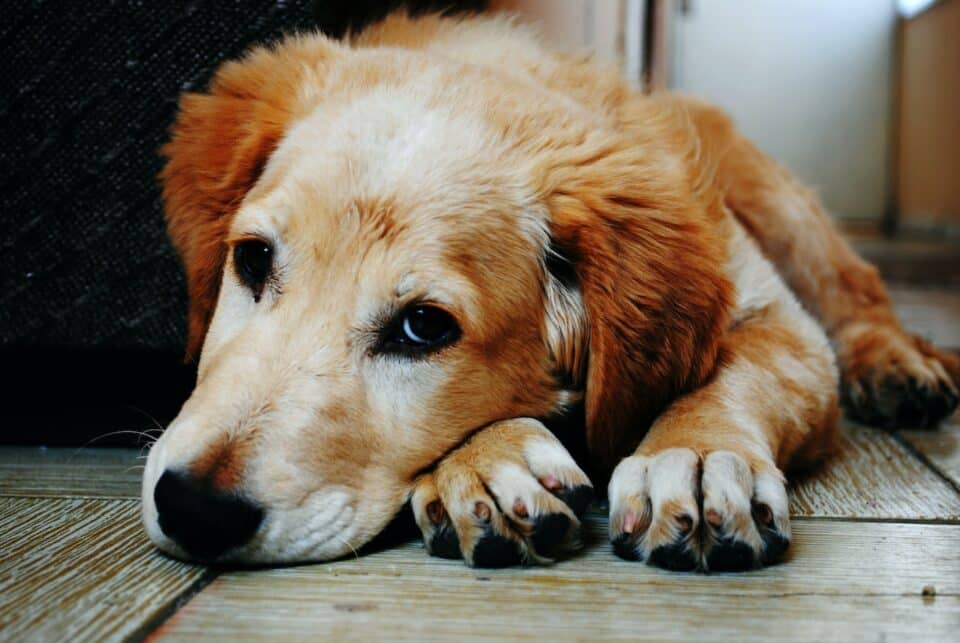 A brown dog sitting down with his head down