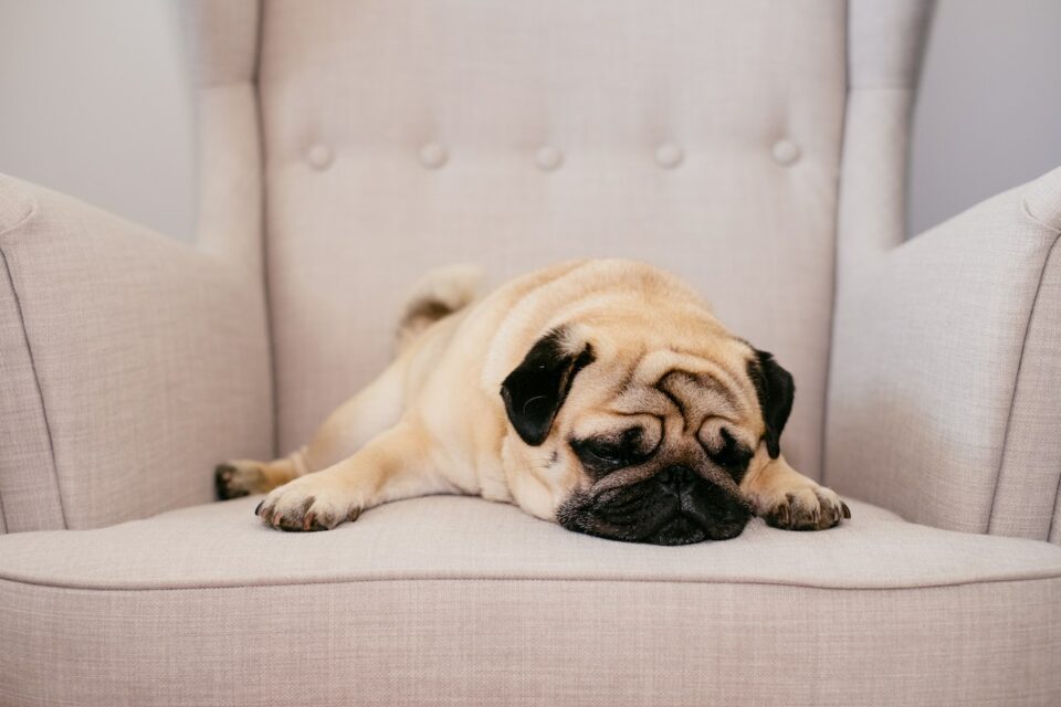 A brown pug sleeping in a chair