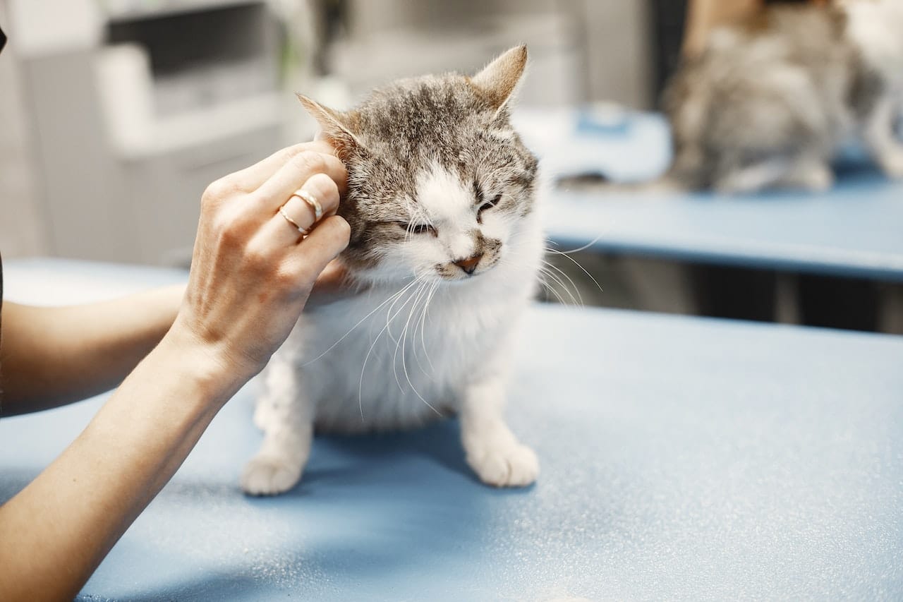 A small cat getting checked out by a veterinarian