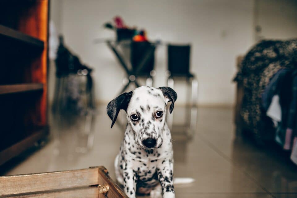 A cute small Dalmatian dog sitting down on the floor