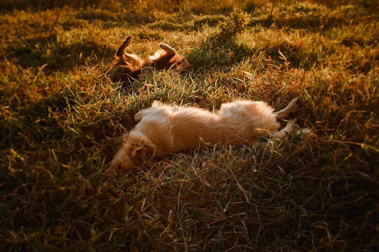 Two brown dogs lying down in a grass field