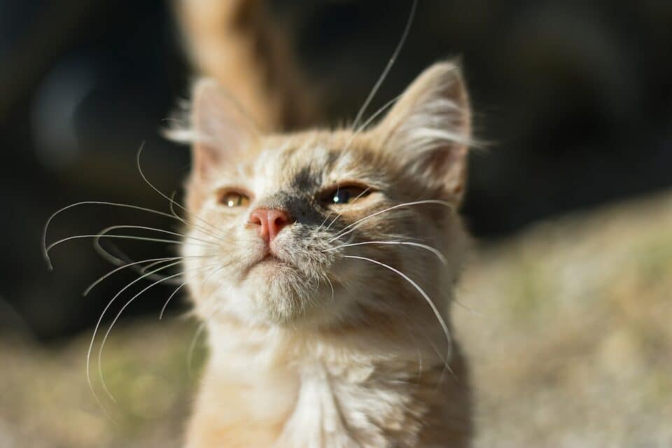 A young curious cat sitting outside 